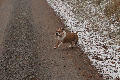 Continental Bulldogs Seeblickbulls Bilderalbum - am Kyffhäuser