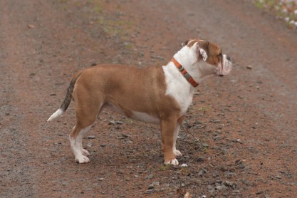 Continental Bulldogs Seeblickbulls Bilderalbum - am Kyffhäuser