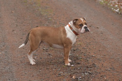 Continental Bulldogs Seeblickbulls Bilderalbum - am Kyffhäuser