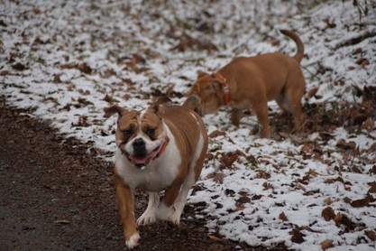 Continental Bulldogs Seeblickbulls Bilderalbum - am Kyffhäuser