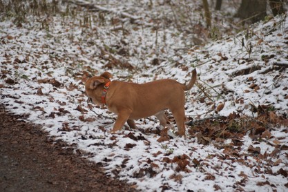 Continental Bulldogs Seeblickbulls Bilderalbum - am Kyffhäuser