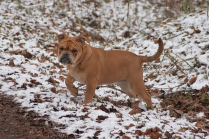 Continental Bulldogs Seeblickbulls Bilderalbum - am Kyffhäuser