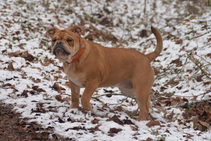 Continental Bulldogs Seeblickbulls Bilderalbum - am Kyffhäuser