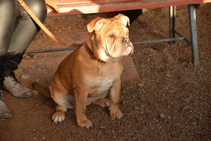 Continental Bulldogs Seeblickbulls Bilderalbum - am Kyffhäuser