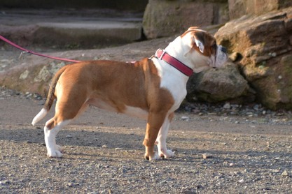 Continental Bulldogs Seeblickbulls Bilderalbum - am Kyffhäuser