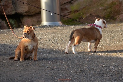 Continental Bulldogs Seeblickbulls Bilderalbum - am Kyffhäuser