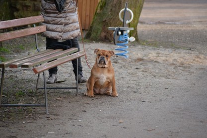 Continental Bulldogs Seeblickbulls Bilderalbum - am Kyffhäuser