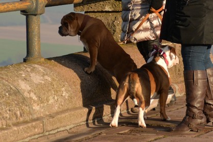 Continental Bulldogs Seeblickbulls Bilderalbum - am Kyffhäuser