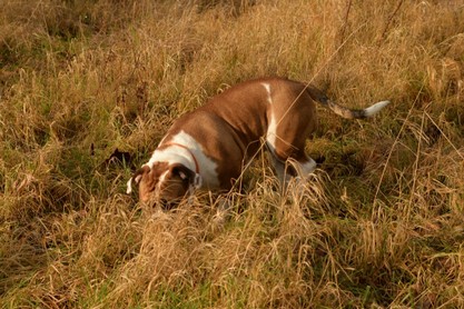 Continental Bulldogs Seeblickbulls Bilderalbum - am Kyffhäuser