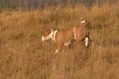 Continental Bulldogs Seeblickbulls Bilderalbum - am Kyffhäuser