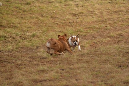 Continental Bulldogs Seeblickbulls Bilderalbum - am Kyffhäuser