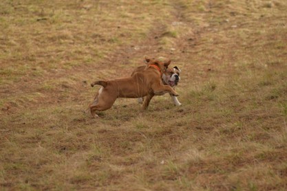 Continental Bulldogs Seeblickbulls Bilderalbum - am Kyffhäuser