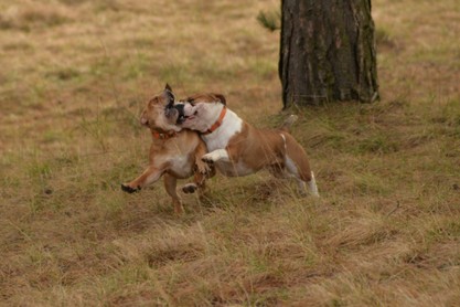 Continental Bulldogs Seeblickbulls Bilderalbum - am Kyffhäuser