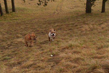 Continental Bulldogs Seeblickbulls Bilderalbum - am Kyffhäuser