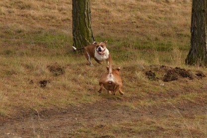 Continental Bulldogs Seeblickbulls Bilderalbum - am Kyffhäuser