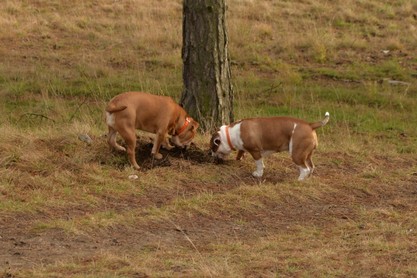 Continental Bulldogs Seeblickbulls Bilderalbum - am Kyffhäuser