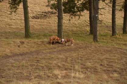 Continental Bulldogs Seeblickbulls Bilderalbum - am Kyffhäuser