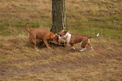 Continental Bulldogs Seeblickbulls Bilderalbum - am Kyffhäuser