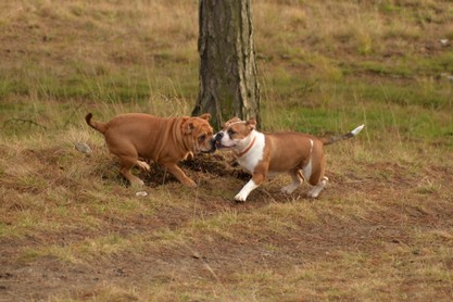 Continental Bulldogs Seeblickbulls Bilderalbum - am Kyffhäuser