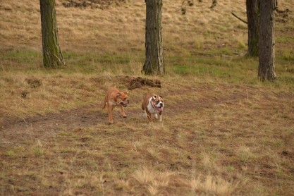 Continental Bulldogs Seeblickbulls Bilderalbum - am Kyffhäuser