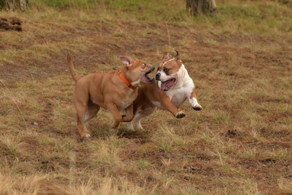 Continental Bulldogs Seeblickbulls Bilderalbum - am Kyffhäuser