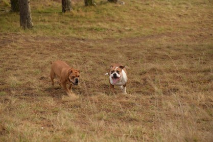 Continental Bulldogs Seeblickbulls Bilderalbum - am Kyffhäuser