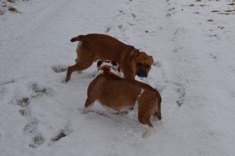 Seeblickbulls Lennox zu Besuch am 25. Februar 2018