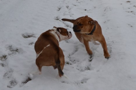 Seeblickbulls Lennox zu Besuch am 25. Februar 2018