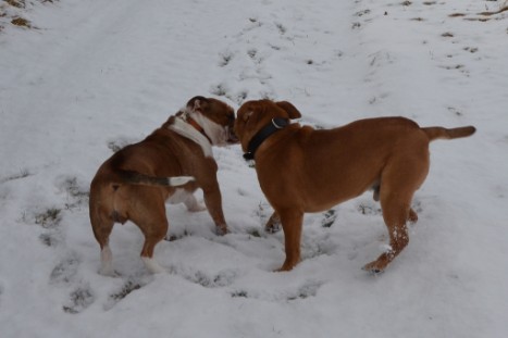 Seeblickbulls Lennox zu Besuch am 25. Februar 2018