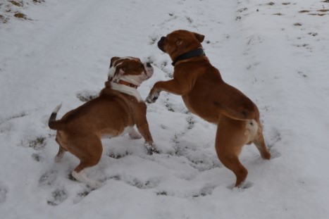 Seeblickbulls Lennox zu Besuch am 25. Februar 2018