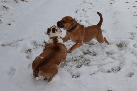 Seeblickbulls Lennox zu Besuch am 25. Februar 2018