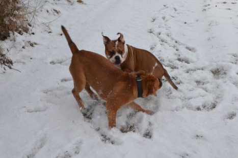 Seeblickbulls Lennox zu Besuch am 25. Februar 2018