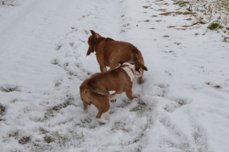 Seeblickbulls Lennox zu Besuch am 25. Februar 2018