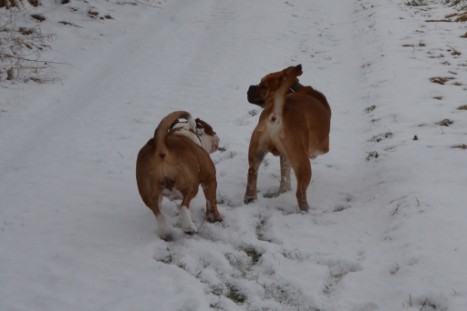 Seeblickbulls Lennox zu Besuch am 25. Februar 2018