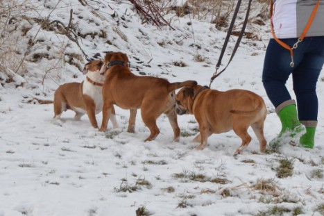 Seeblickbulls Lennox zu Besuch am 25. Februar 2018