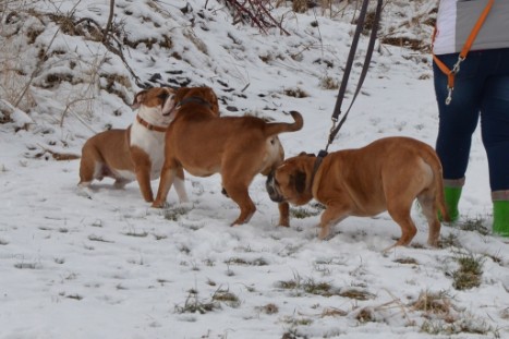 Seeblickbulls Lennox zu Besuch am 25. Februar 2018