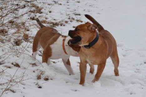 Seeblickbulls Lennox zu Besuch am 25. Februar 2018