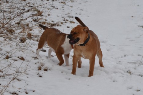 Seeblickbulls Lennox zu Besuch am 25. Februar 2018