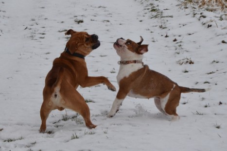 Seeblickbulls Lennox zu Besuch am 25. Februar 2018