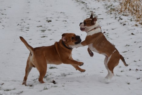 Seeblickbulls Lennox zu Besuch am 25. Februar 2018