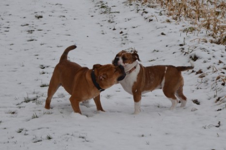 Seeblickbulls Lennox zu Besuch am 25. Februar 2018