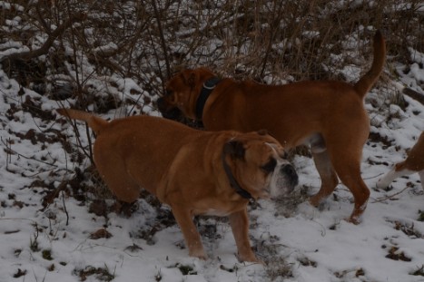 Seeblickbulls Lennox zu Besuch am 25. Februar 2018