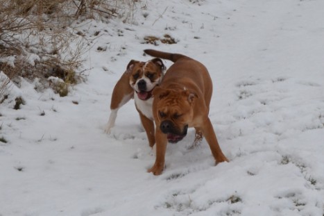 Seeblickbulls Lennox zu Besuch am 25. Februar 2018