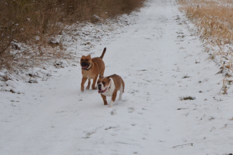 Seeblickbulls Lennox zu Besuch am 25. Februar 2018