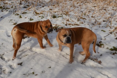 Seeblickbulls Lennox zu Besuch am 25. Februar 2018