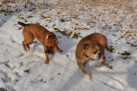 Seeblickbulls Lennox zu Besuch am 25. Februar 2018