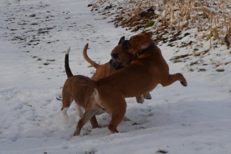 Seeblickbulls Lennox zu Besuch am 25. Februar 2018