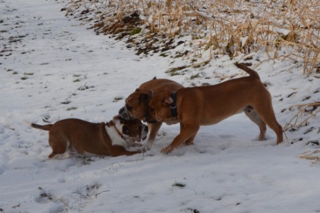 Seeblickbulls Lennox zu Besuch am 25. Februar 2018