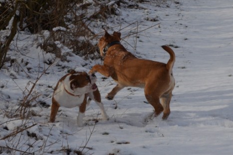 Seeblickbulls Lennox zu Besuch am 25. Februar 2018