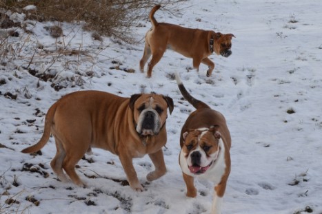 Seeblickbulls Lennox zu Besuch am 25. Februar 2018